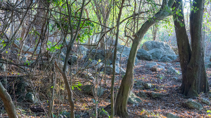 Forêt du Parc national de Rubondo