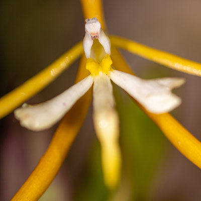 Epidendrum parkinsonianum