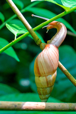 Escargot de forêt