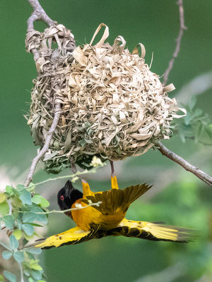 Tisserin gendarme,  Ploceus cucullatus