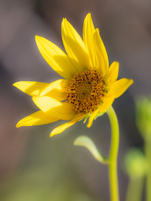 Helianthus sp.