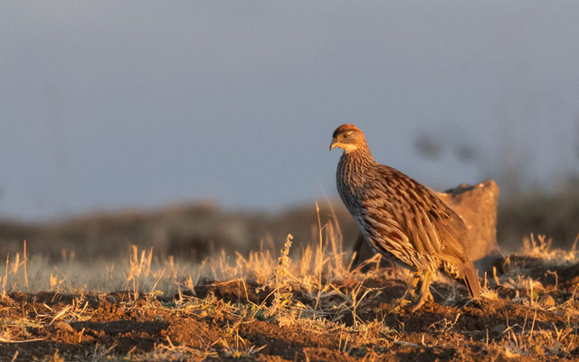 Vallée de Jemma. Francolin d'Erckel, Pternistis erckelii