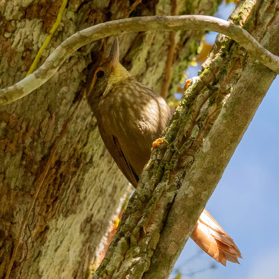 Streaked Xenops, Xenops rutilans