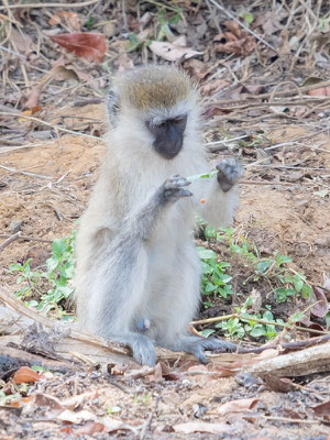 Vervet Bleu, Chlorocebus pygerythrus