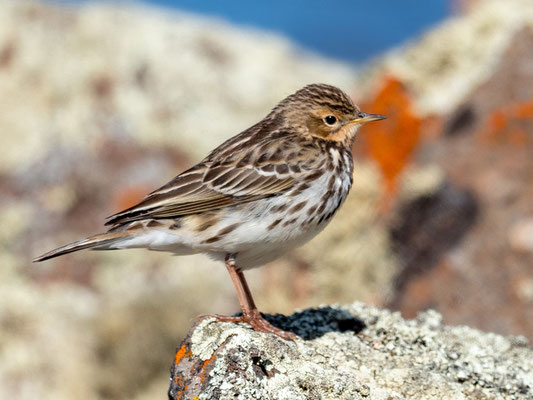 Pipit à gorge rousse,  Anthus cervinus. Hivernant en provenance de la toundra.