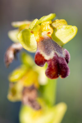 Ophrys fusca ssp. iricolor