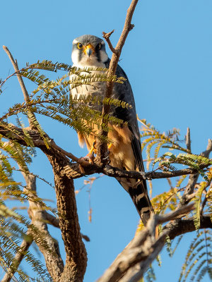  Faucon aplomado, Falco femoralis