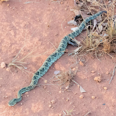 Crotale Cascabelle, Crotalus durissus