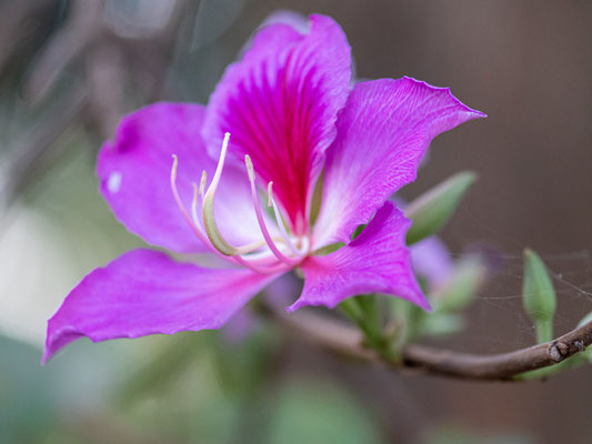 Fleur indéterminée