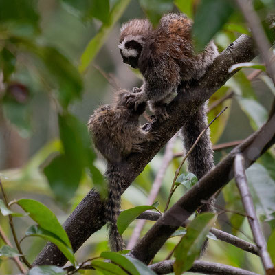 Common marmoset, Callithrix jacchus