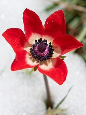  Anémone Coronaire,  Anemone coronaria 