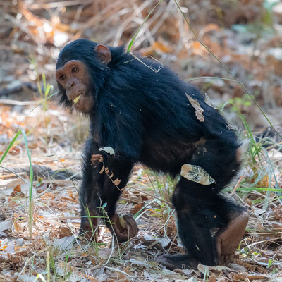 Young Chimpanzee, Pan troglodytes