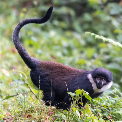 L'Hoest's monkey , Allochrocebus lhoesti. Endemic of Congo and South Uganda