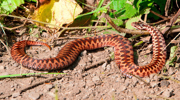 Vipère péliade, Vipera berus