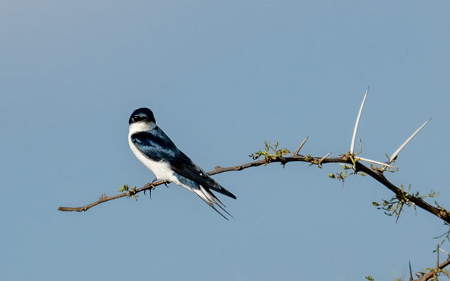 Hirondelle à queue blanche, Hirundo megaensis. Un autre endémique de la région de Yabelo