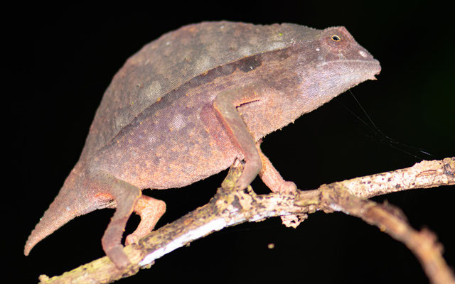 Rieppeleon brevicaudatus, femelle