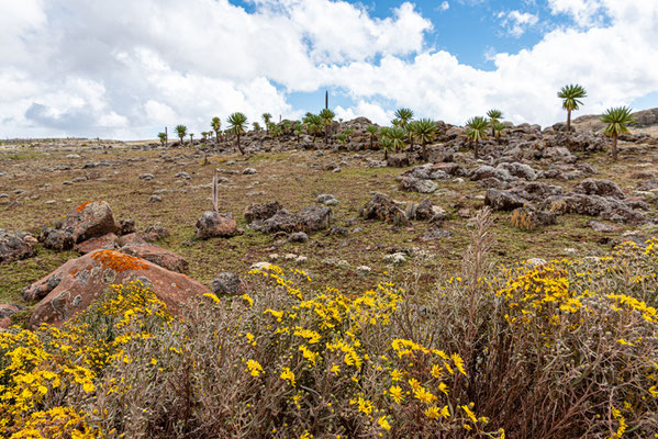 Paysage du plateau de Sanetti