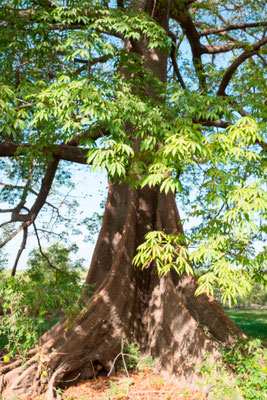 Fromager, Ceiba pentandra dans la forêt de Fagaru