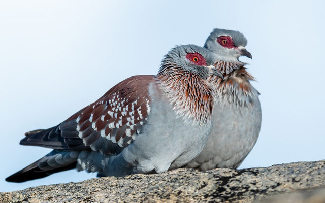 Pigeon roussard , Columba guinea