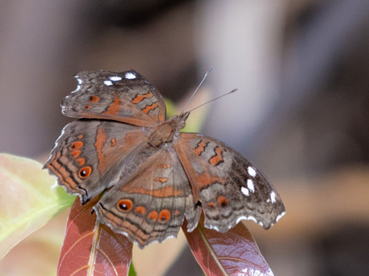 Junonia natalica 
