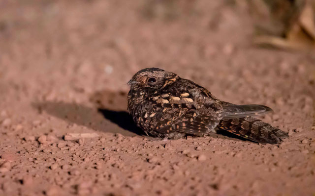 Engoulevent du Rwenzori, Caprimulgus pectoralis