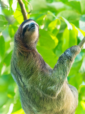 Paresseux à gorge brune, Bradypus variegatus