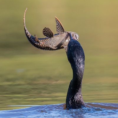  Cormoran vigua, Nannopterum brasilianum mangeant un Pterygoplichthys ambrosettii