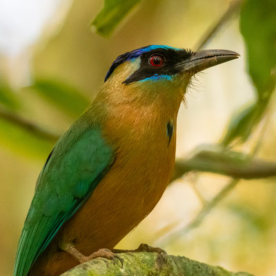  Motmot houtouc, Momotus momota