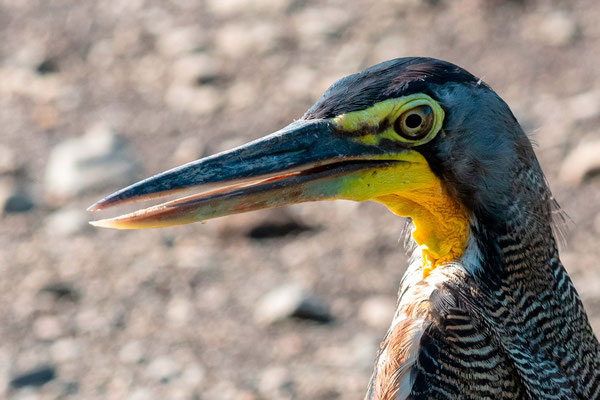 Onoré du Mexique, Tigrisoma mexicanum, fleuve Tarcoles