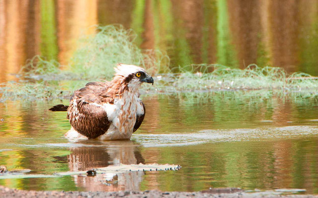  Balbuzard pêcheur, Pandion haliaetus