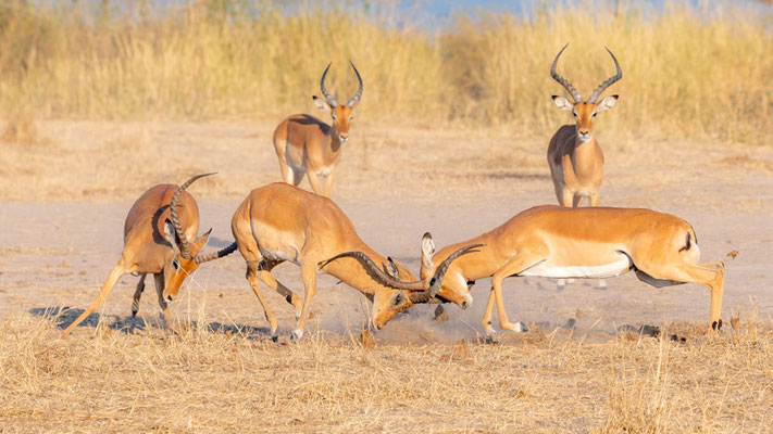 Combat d'Impala, Aepyceros melampus