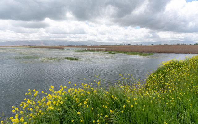 Le marais d'Aammiq, bien innondé.