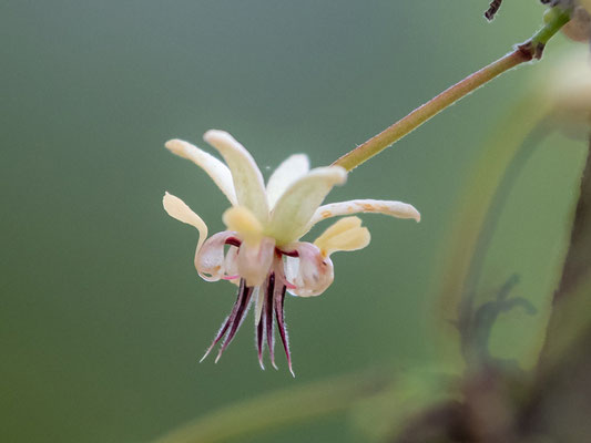 Fleur de Cacaoyer,  Theobroma cacao