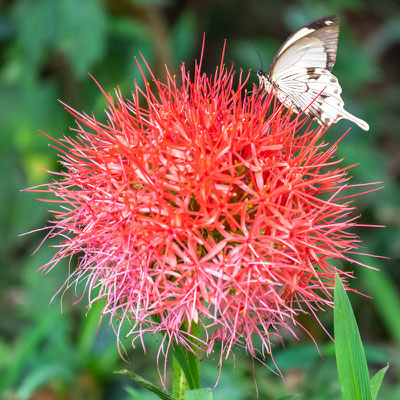 Scadoxus multiflorus et Papilio dardanus