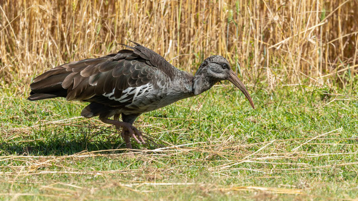 Ibis caronculé, Bostrychia carunculata. ENDÉMIQUE