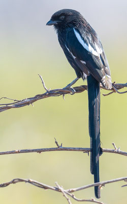 Corvinelle noir et blanc, Lanius melanoleucus