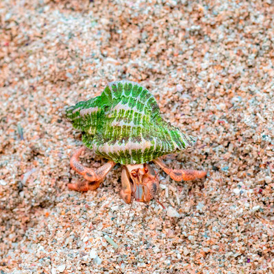 Caribbean hermit crab, Coenobita clypeatus