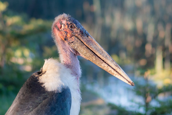 Marabou Stork, Leptoptilos crumeniferus