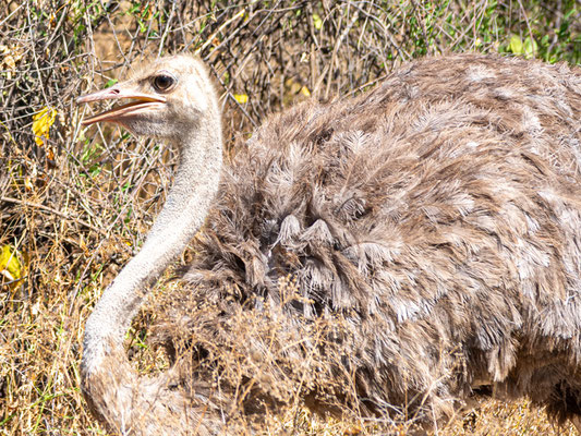 Somali Ostrich female, Stuthio molybdophanes. Abijatta-Shalla National Park