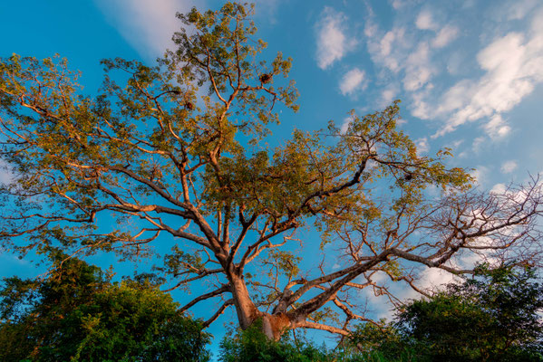 Arbre majestueux à la Ensenada