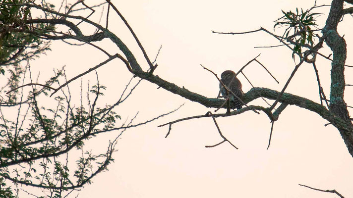 Chevéchette perlée, Glaucidium perlatum 