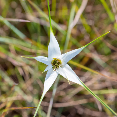 Rhynchospora sp.