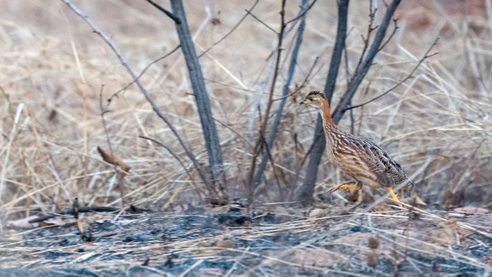 Francolin à gorge blanche, Campocolinus albogularis