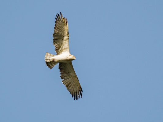 Circaète Jean-le-Blanc, Circaetus gallicus