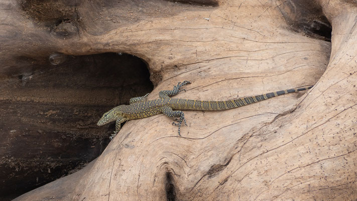 Varan du Nil, Varanus niloticus