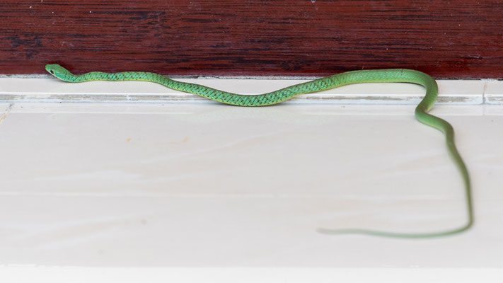 Nice surprise in front of our accommodation! Spotted bush snake, Philothamnus semivariegatus