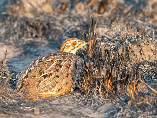 Francolin à collier, Scleroptila streptophora