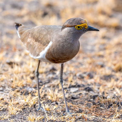 Vanneau à poitrine châtaine, Vanellus superciliosus