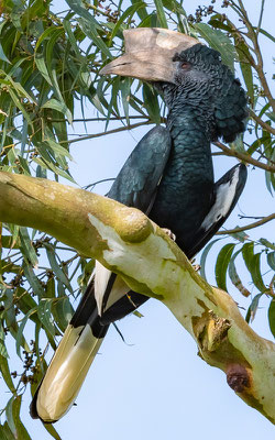 Calao couronné, Lophoceros alboterminatus