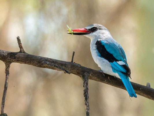 Martin chasseur du Sénégal, Halcyon senegalensis